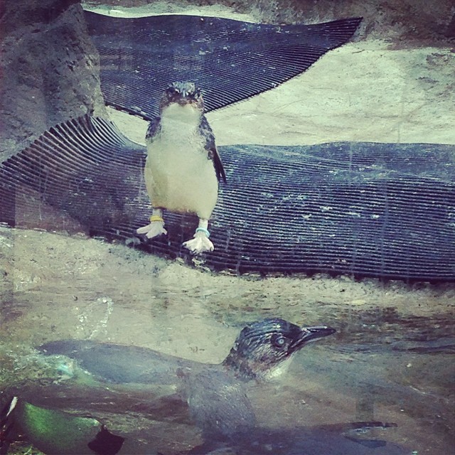 penguins-taronga-zoo